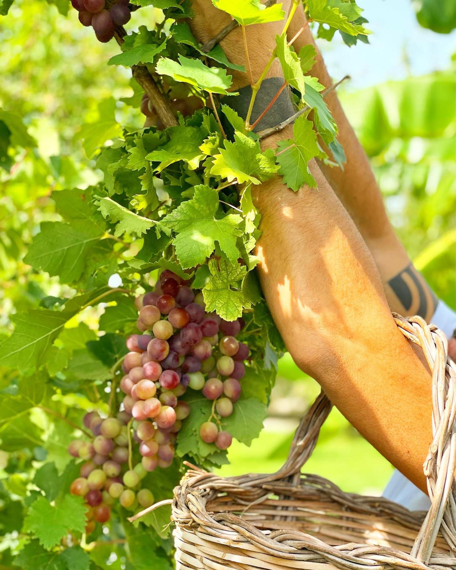 أكايا Masseria Vittoria المظهر الخارجي الصورة